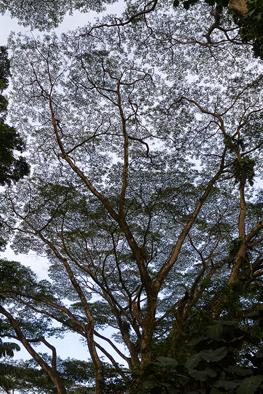 Oahu - 009.jpg